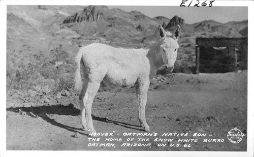 "Hoover" - Oatman's Native Son, Oatman, Arizona on U.S. 66