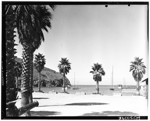 View of the beach at Catalina from inland, showing palm trees and a cannon in forground
