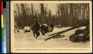 Missionary fathers leading a pair of oxen dragging a log, Canada, ca.1920-1940