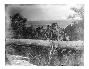 A petrified log forming a tree bridge in the Petrified Forest of Arizona, ca.1900
