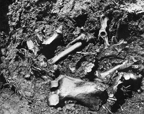 Bones found in the tar pit