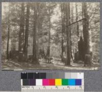 Secondgrowth Redwood Yield Study. Garcia - plot #8. A favorite camp ground in a 34 year old stand of redwood - 59 thousand board feet per acre. Oct. 1922