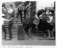 Cowboy rides a bull gay rodeo