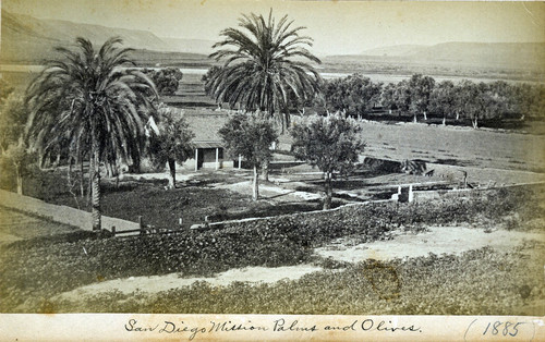 San Diego Mission Palms and Olives