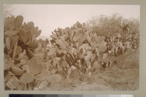 [Woman, baby and dog, visiting Prickly Pear cactus]