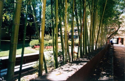 Bamboo wall