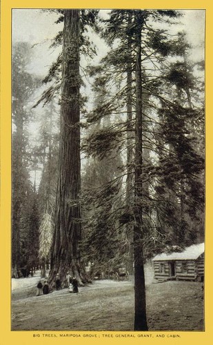 Big trees, Mariposa grove; Tree General Grant and cabin