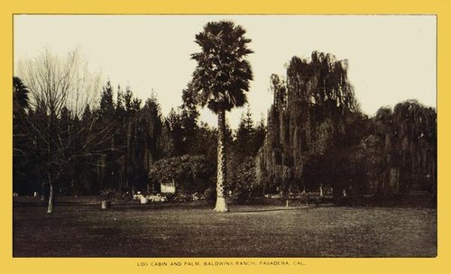 Log cabin and palm, Baldwins Ranch, Pasadena, Cal