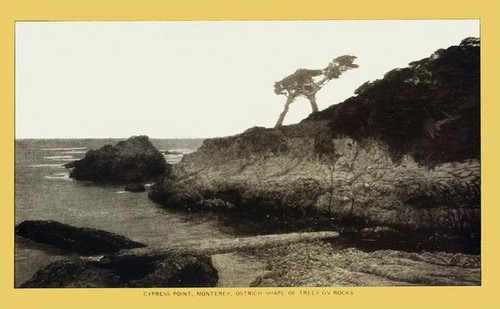 Cypress Point, Monterey. Ostrich shape of trees on rocks