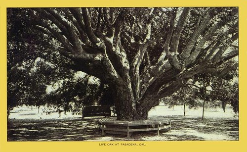 Live oak at Padasena, California