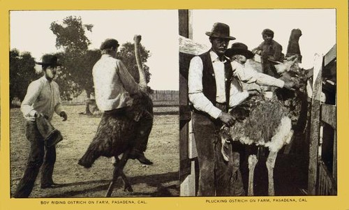 Boy riding ostrich on farm, Pasadena, California and Plucking ostrich on farm, Pasadena, California