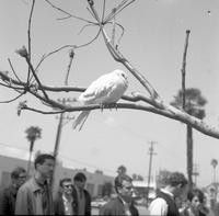 Student protest