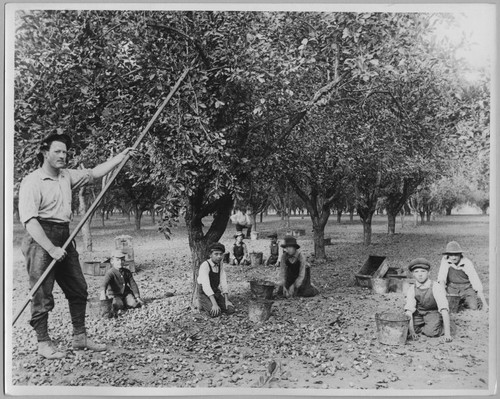 Children harvesting prunes [ca. 1930]