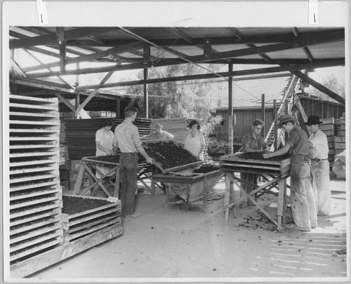 Prune Sorting, ca. 1930