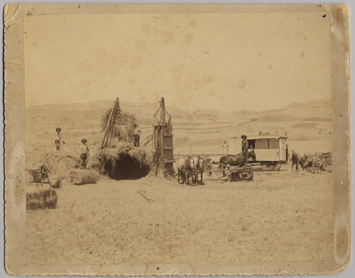 Hay Baling, 1891