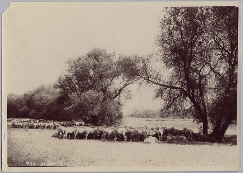 Cattle Seeking Noon Shade, ca. 1905