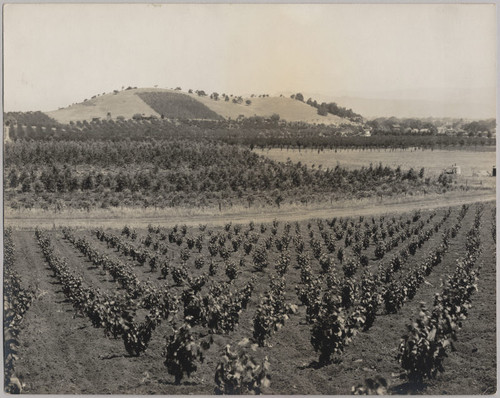 Grape Growing [ca. 1945]