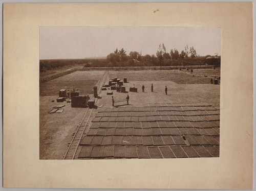 Fruit Drying at Dutard Ranch, 1910