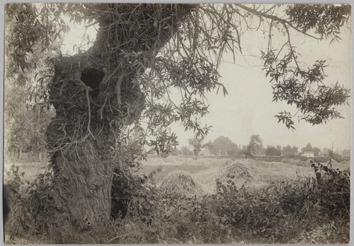 Haystacks along the Alameda, ca. 1905