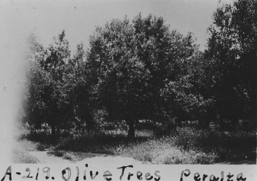 Olive trees, Peralta