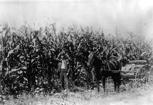 P. A. Stanton on his property at N. E. corner of Brookhurst & Ball Rds in the late 1890s