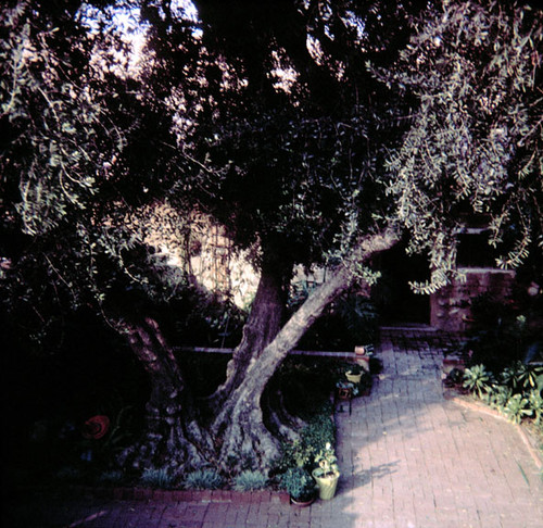 The olive tree on the patio of the Charles Brisco home at 1725 College Avenue