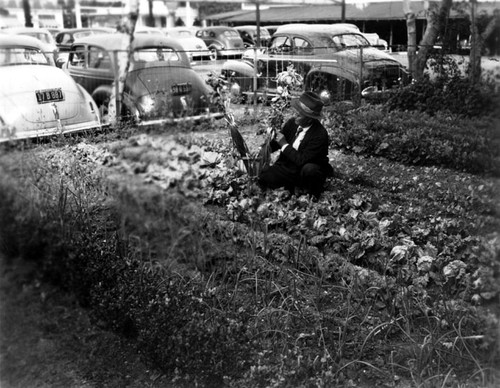 Victory Garden in back of the Santa Ana Library in 1943