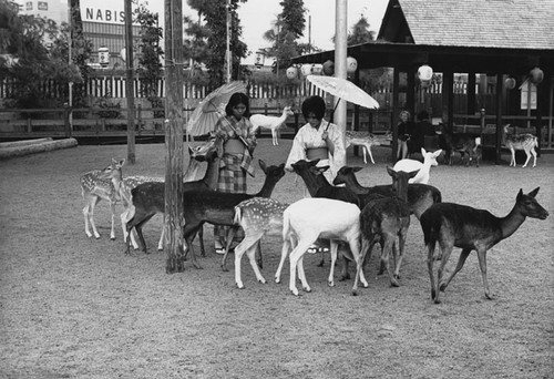 Young women in Japanese costume feeding the deer at Japanese Village and Deer Park in Buena Park