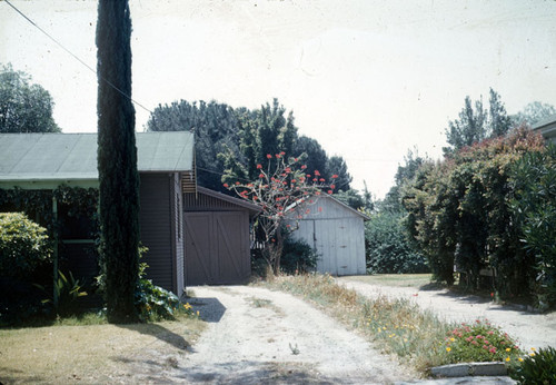 A coral tree at 1112 W. 6th Street