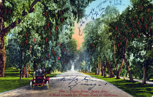 A road beneath the Pepper Trees of California, Tustin Drive, 1902