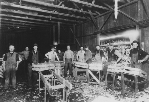 Packing cauliflower in the Buena Park area, 1906