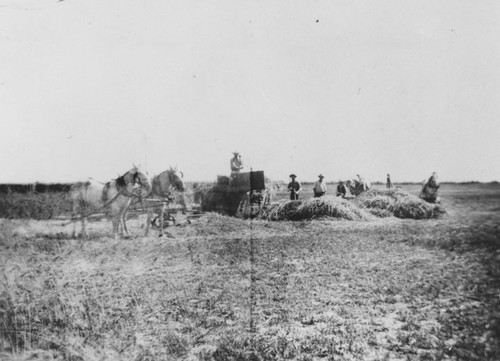 Bailing hay with horse power, 1907