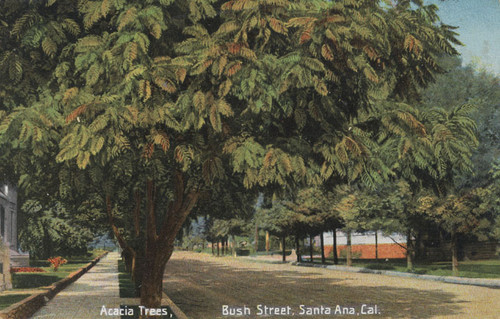 Acacia trees on Bush Street