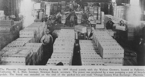 The Placentia Orange Growers packing house, Fullerton, 1895