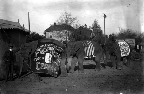 Elephants on parade