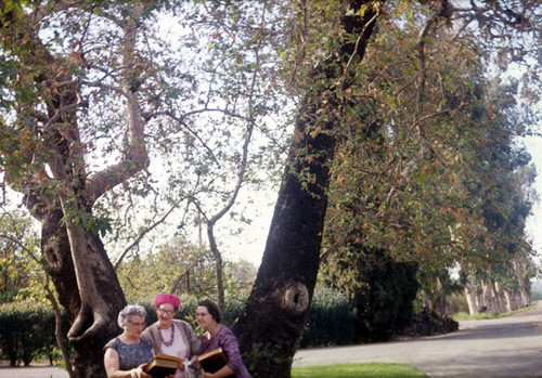 Hugh and Frankie Plumb, Elsa Edwards and Adele Crawford under the trees