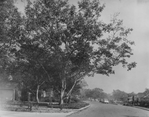 Homes and large trees along River Lane