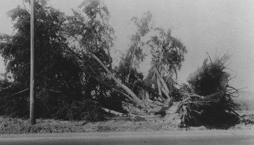 Santa Ana wind damage