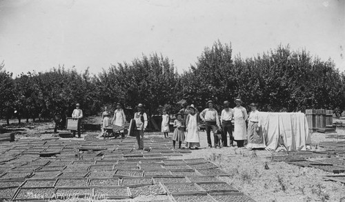 Apricot Drying