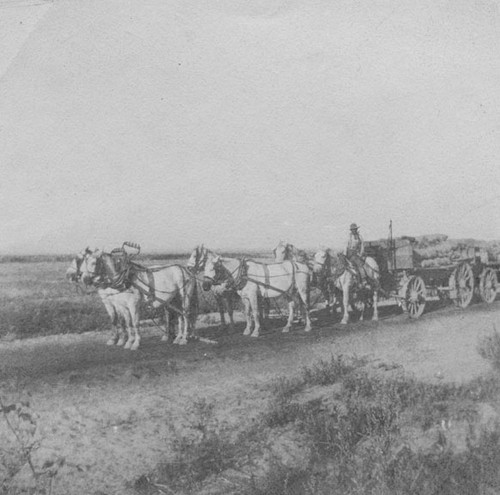 Dave Ross hauling barley in 1902 or 1903