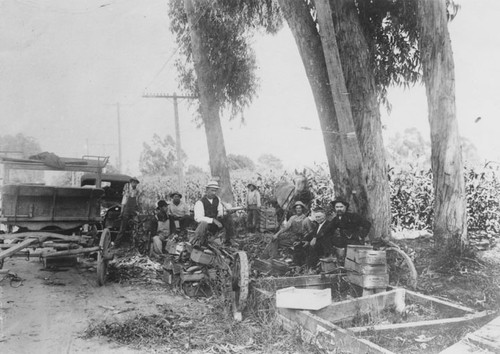 Picking corn in the Buena Park area