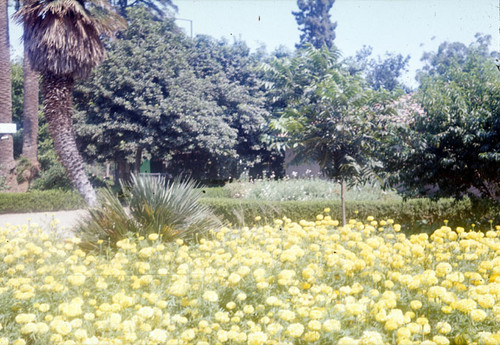 A bed of marigolds in Birch Park on Third and N. Ross Streets