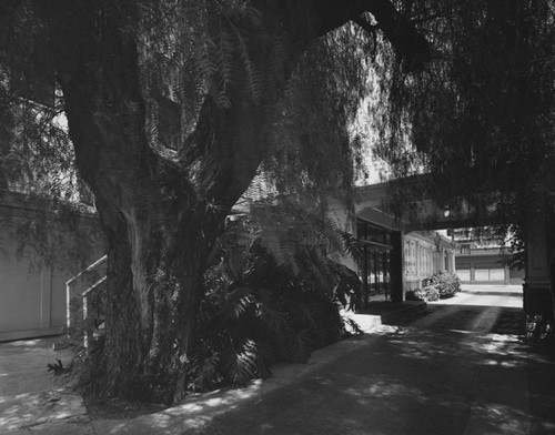 View of the pepper tree to the side of the Dr. Julius Crane house on 518 N. Broadway