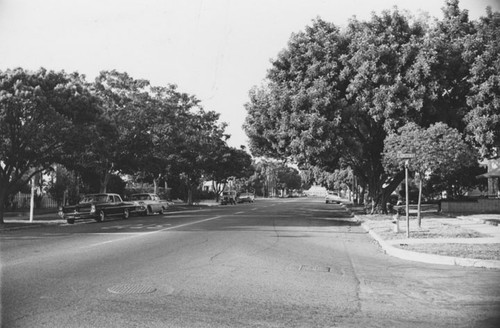 Street scene looking down a neighborhood of large and beautiful trees from the corner of E. Chestnut in 1965