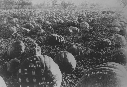 Pumpkin field at West Orange in 1889