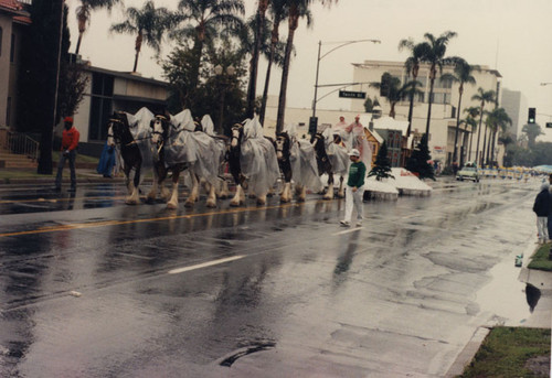 The Budweiser Clydesdale horses working their way up Broadway in the third annual Toys on Parade in Santa Ana, December 6, 1986