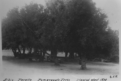 Pomegranate Trees planted about 1870, Peralta