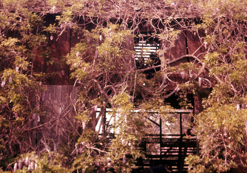 The wisteria vine at Dr. Greenleaf's house on 19th Street and Olive