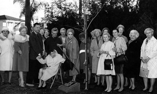 Emma Sanson Chapter, United Daughters of the Confederacy on December 17, 1970 planting a crape myrtle tree at the Bowers Museum by the marker for for Santa Ana Centenary in 1969