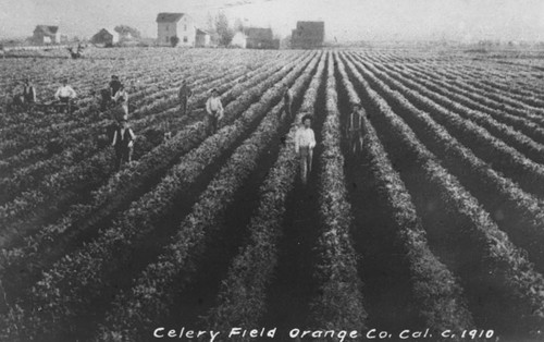 Celery Field about 1910